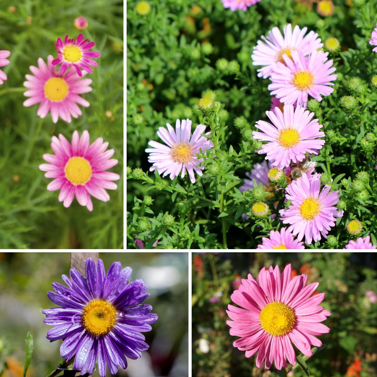 Aster Tall China Mix Seeds