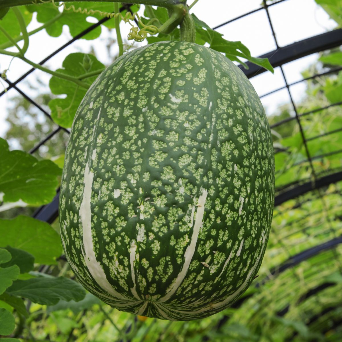 Shark Fin Melon Seeds