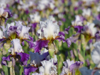 Barbara Jean Lauer Tall Bearded Iris