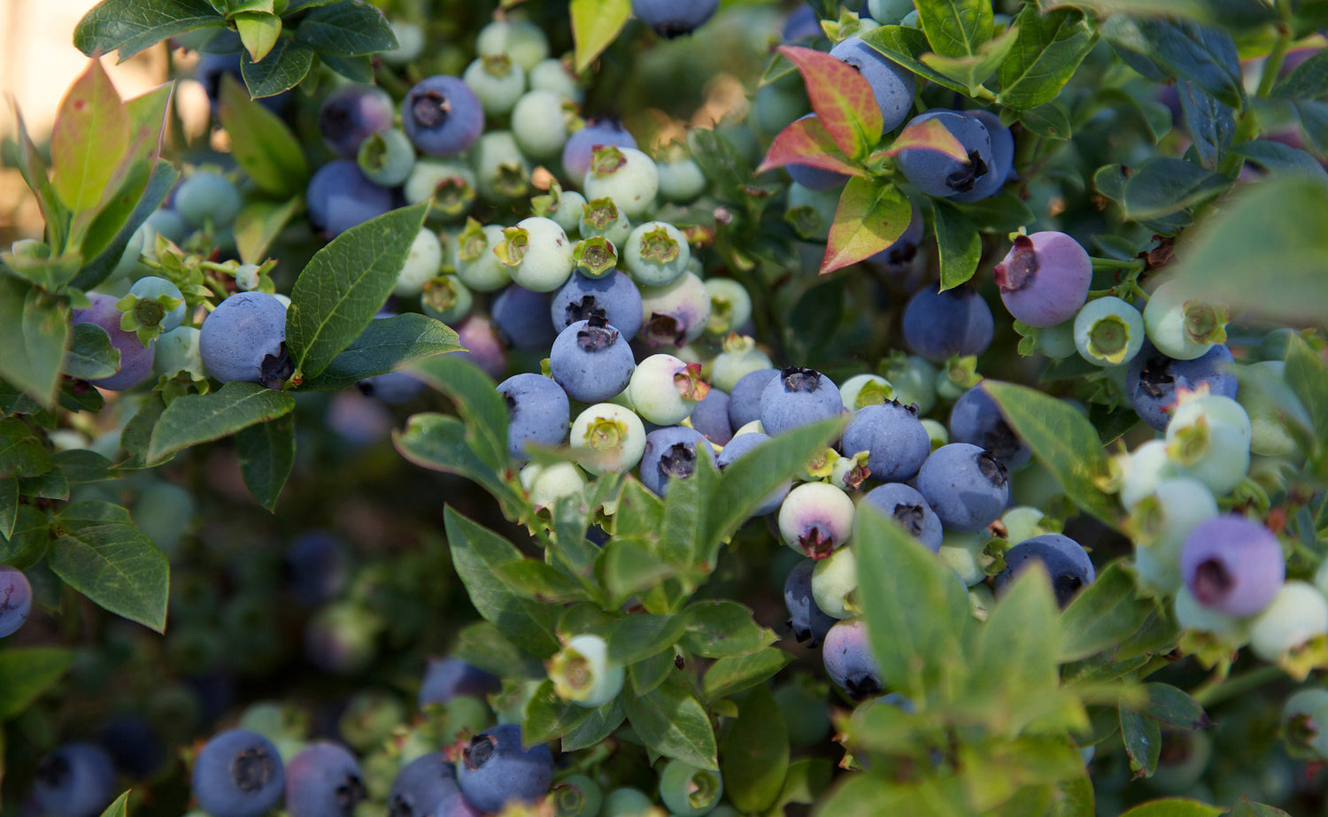 Bushel and Berry ‘Jelly Bean’ Blueberry (Vaccinium corymbosum)