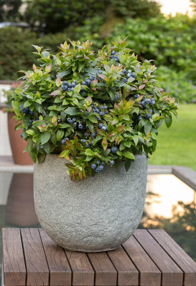 Bushel and Berry ‘Jelly Bean’ Blueberry (Vaccinium corymbosum)