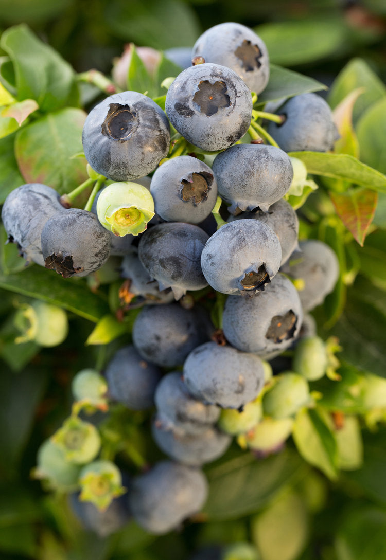 Bushel and Berry ‘Jelly Bean’ Blueberry (Vaccinium corymbosum)