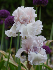 Beauty Within Tall Bearded Iris