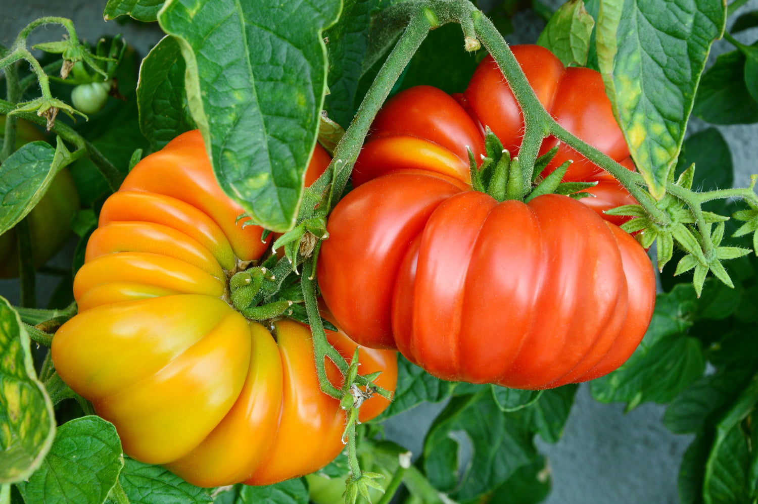 Tomato Kartofelnyy Malinovyy Solanum lycopersicum vegetable seeds for planting in backyard garden