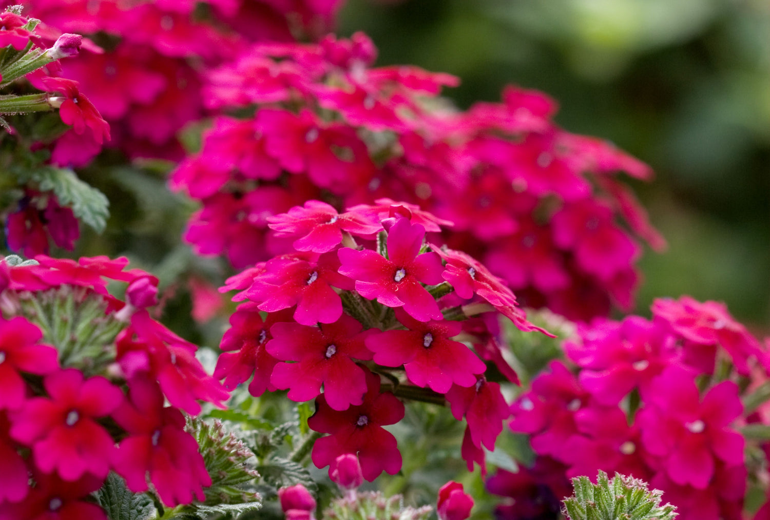 Sweetheart Kisses Moss Verbena