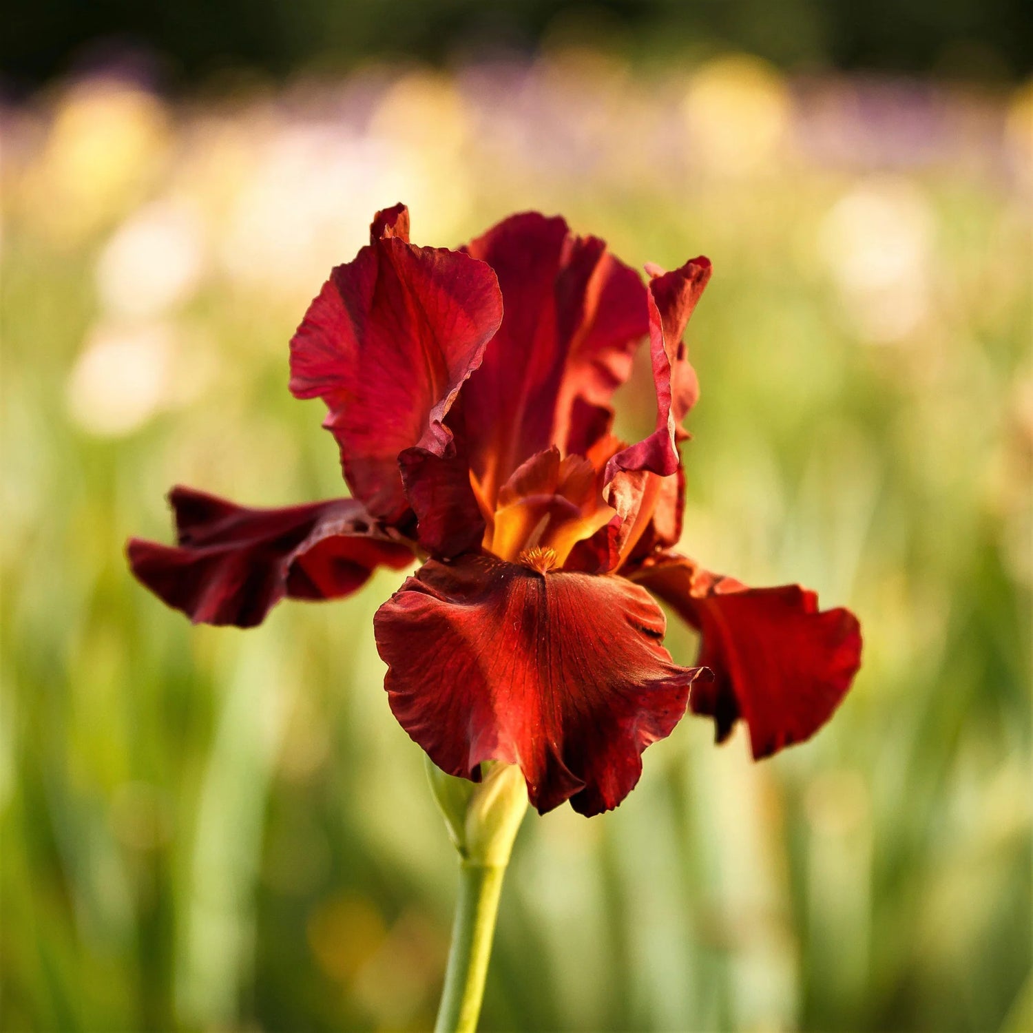 Re-Blooming Bearded Iris - Bernice's Legacy