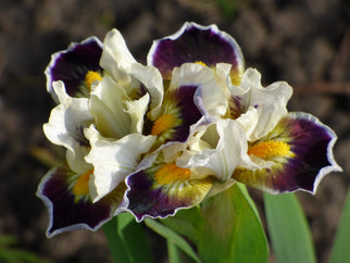 Bighorn Dwarf Iris