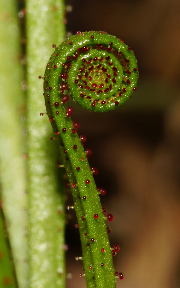 organic-drosophyllum-lusitanicum-carnivorous-plant-seeds

