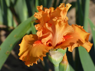 Blinded By The Light Tall Bearded Iris