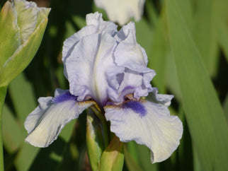 Blue Flirt Intermediate Iris