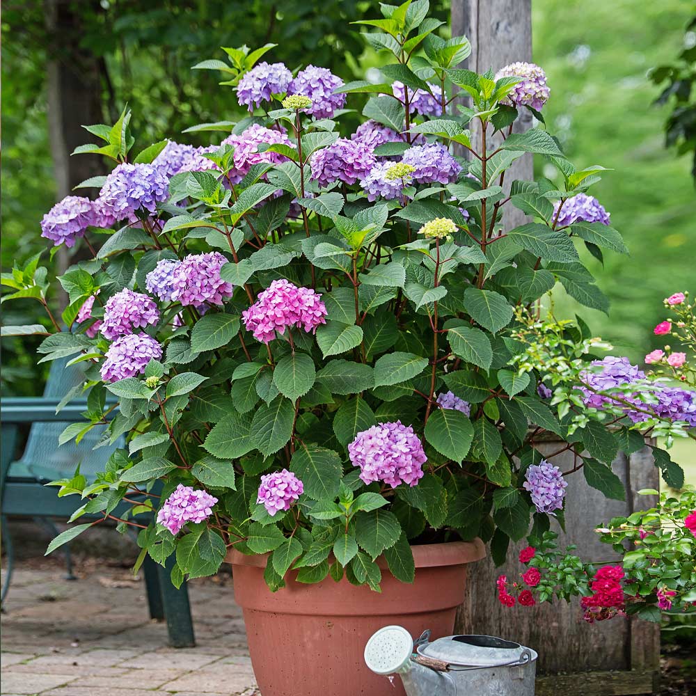 Endless Summer BloomStruck Hydrangea