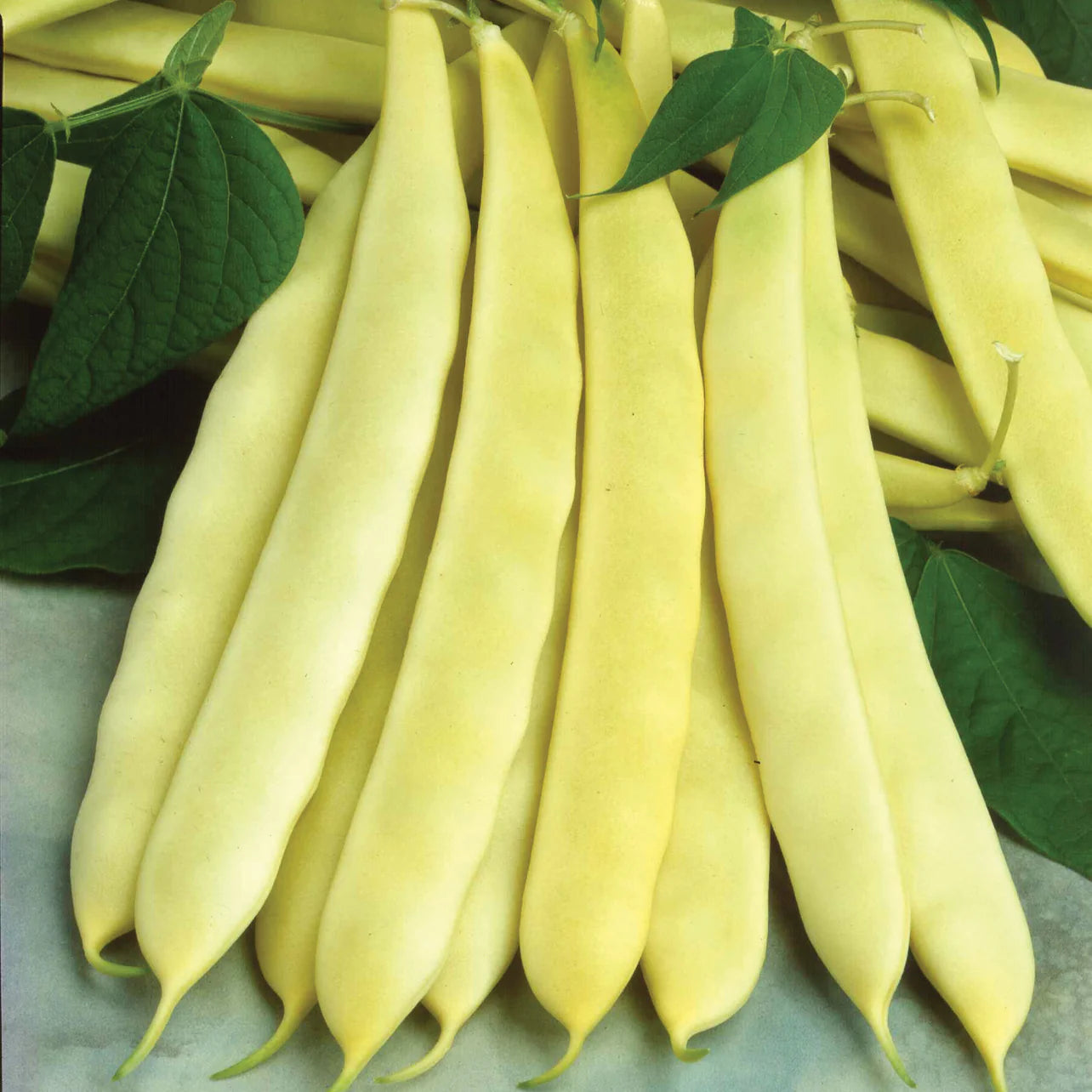 Capitano Bush Bean Seeds | Flat Yellow Italian Wax Beans – Heirloom, Non-GMO, High Germination Organic Garden Seeds