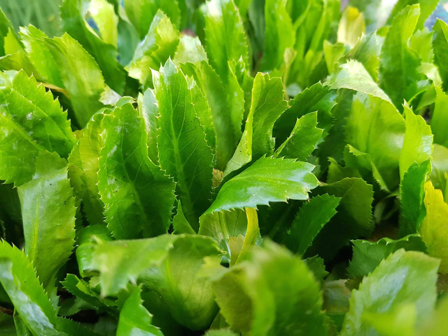 Green Vietnamese Culantro Plant Seeds for Gardening and Cooking – Fresh Herb for Your Garden