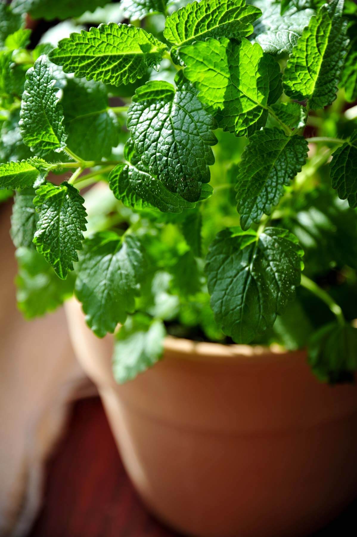 Green Lemon Mint Plant Seeds for Refreshing Herb Gardens and Tea – Fresh Herb for Your Garden