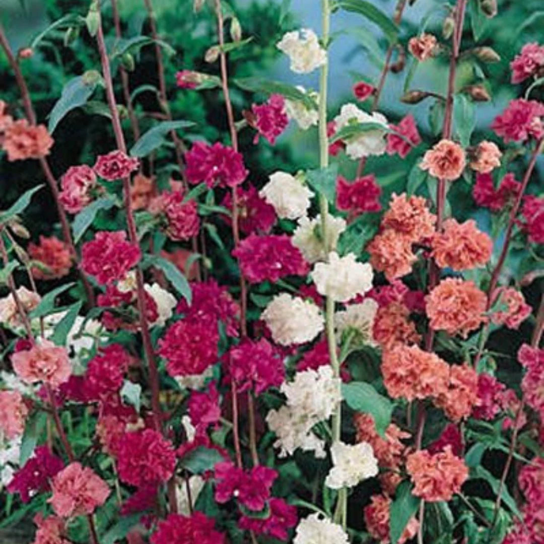 Clarkia Seeds - Mixed