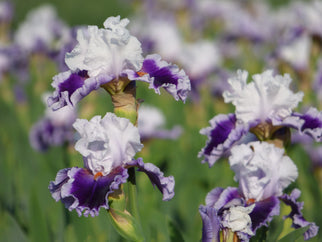 Bravery Tall Bearded Iris Seeds