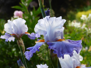 Broken Top Tall Bearded Iris