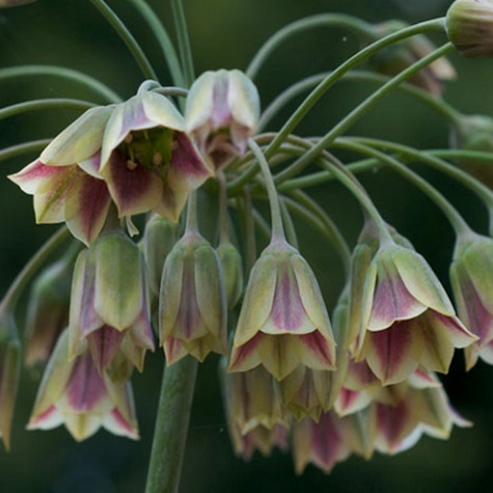 Nectaroscordum Flower Seeds for Planting - 100 pcs