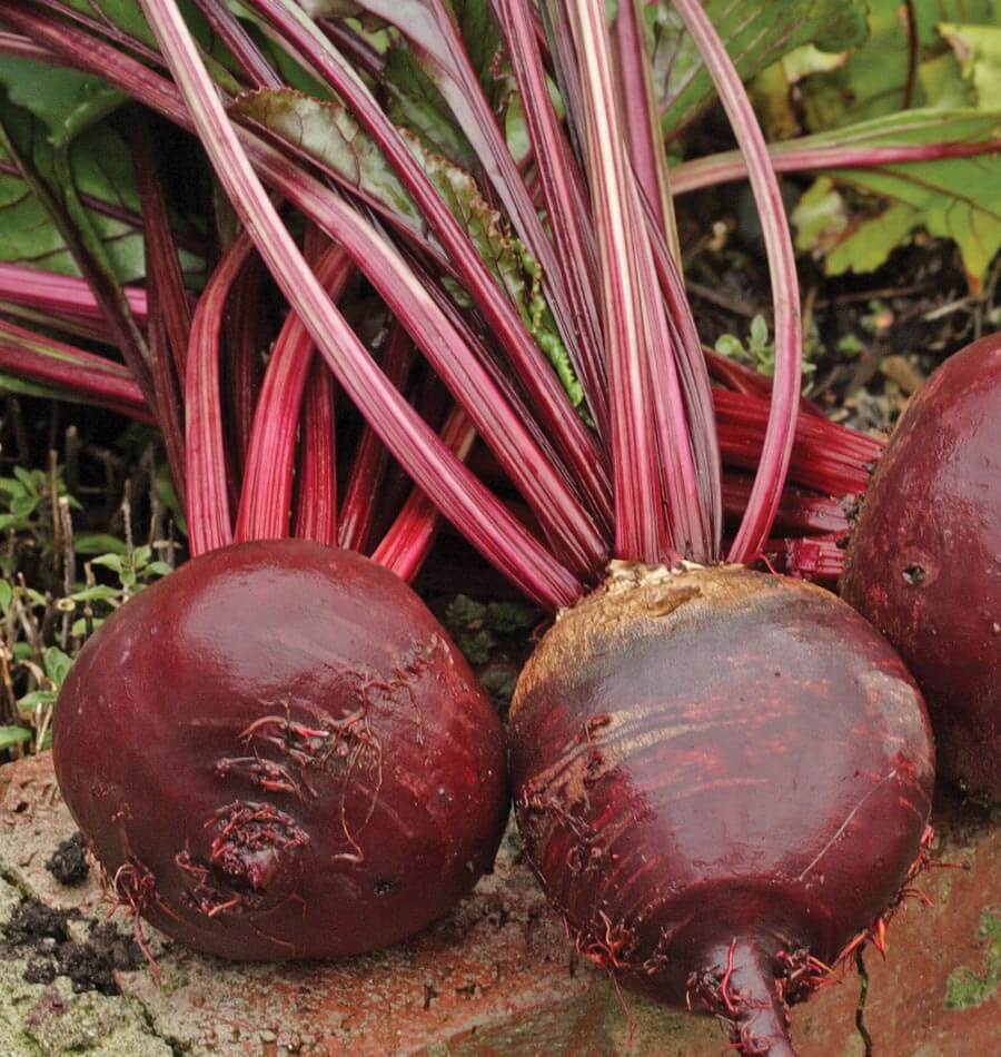 Red Ace Hybrid Beet Seeds | Smooth Round Deep-Crimson Beets – Heirloom, Non-GMO, High Germination Organic Garden Seeds