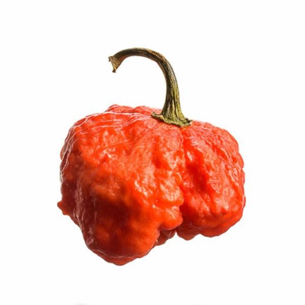 Reapion Reaper x Scorpion Hybrid Hot Pepper Seeds – Heirloom, Non-GMO, High Germination Organic Garden Seeds