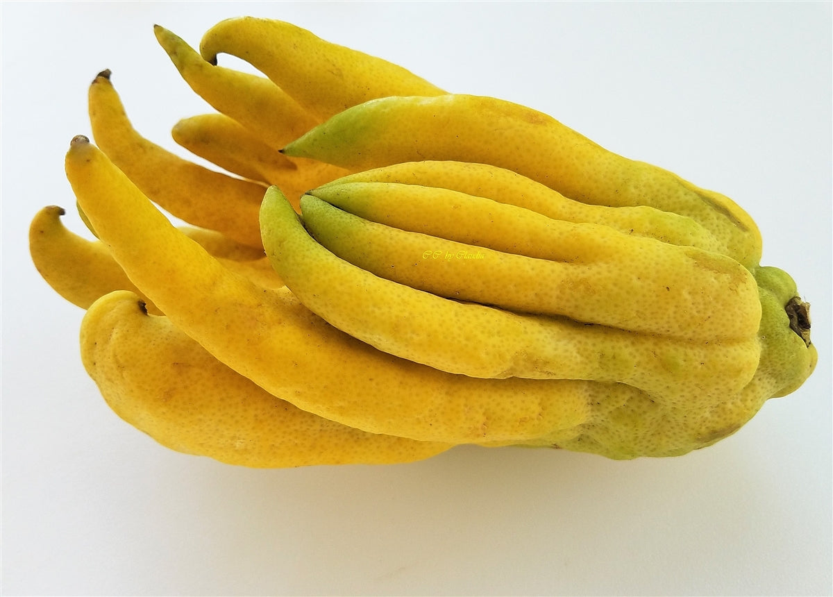 Fingered Citron (Citrus medica)