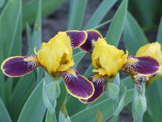 Bumblebee Deelite Intermediate Iris