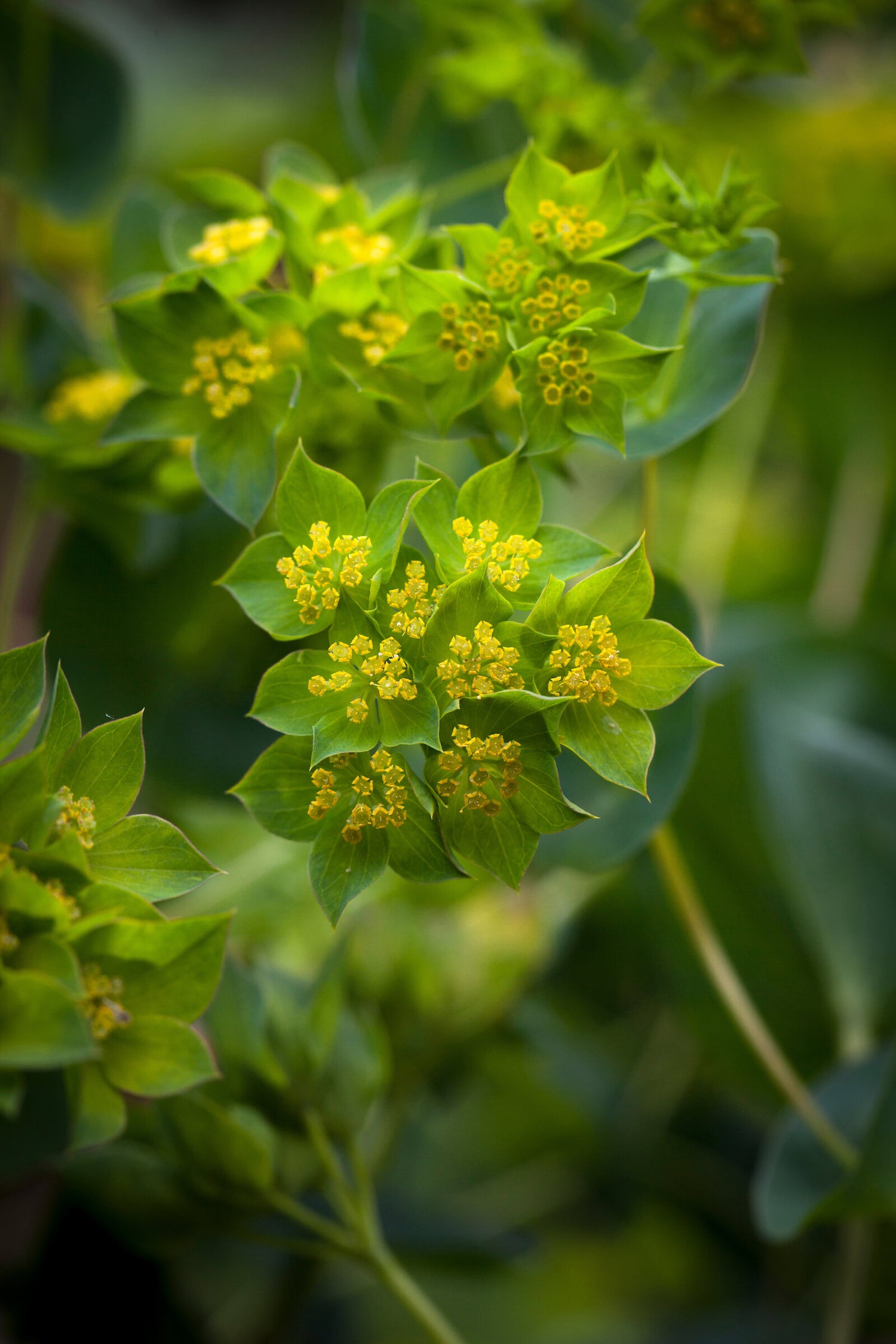 Bupleurum Green Gold