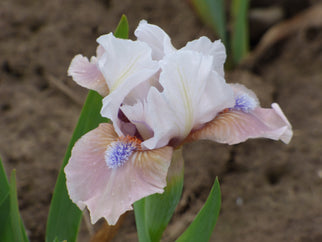 Burlesque Cutie Dwarf Iris