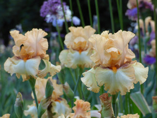 Butterlicious Tall Bearded Iris