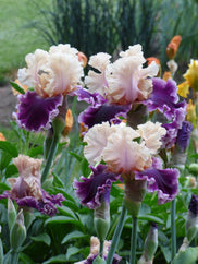 But Darling Tall Bearded Iris