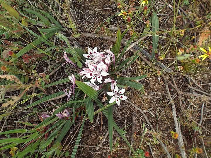 Babiana Tubulosa Flower Seeds for Planting