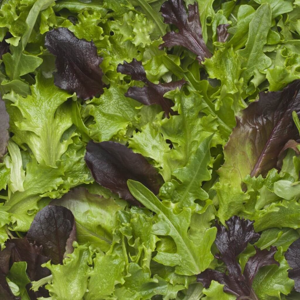 Green Salad Seeds for Planting - heirloom & Non-GMO Seeds