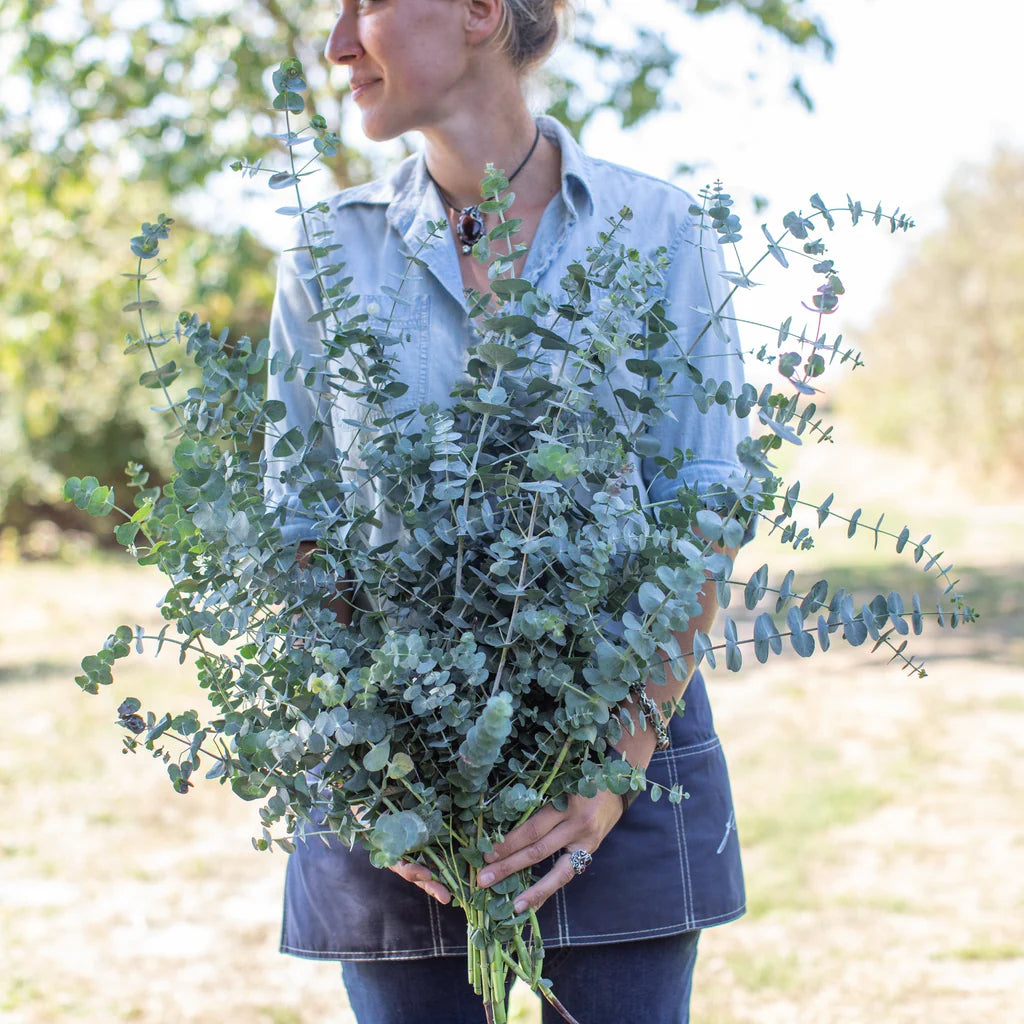 Eucalyptus Seeds - Baby Blue Bouquet