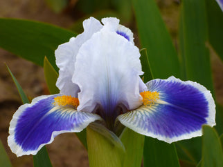 Baby Bruin Dwarf Iris