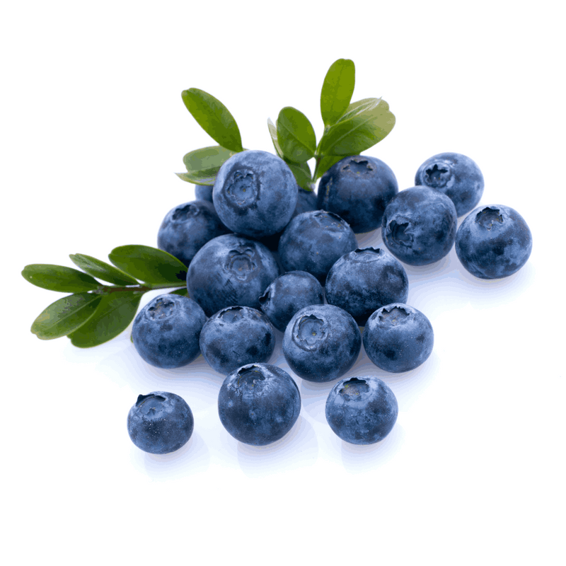 Blueberry Seeds (Vaccinium corymbosum)