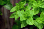 Mint perennial growing in a corner of a backyard garden