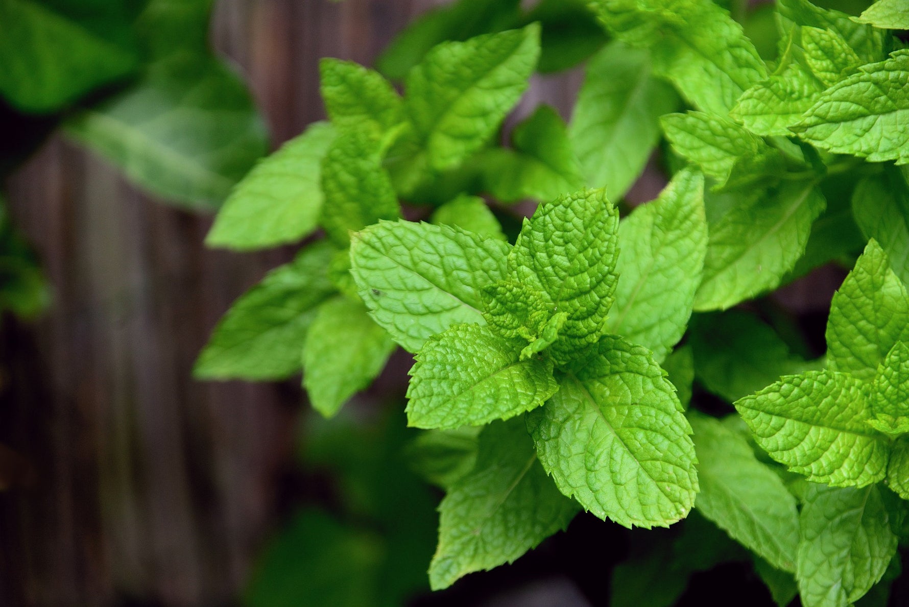 Mint perennial growing in a corner of a backyard garden