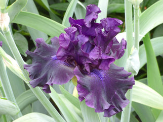 Badlands Tall Bearded Iris