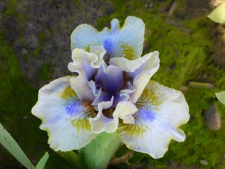 Baffle Dwarf Iris