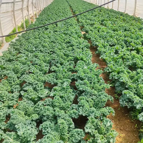 Balcony Planting Hybrid Disease Resistance Kale heirloom non-gmo organic garden seeds