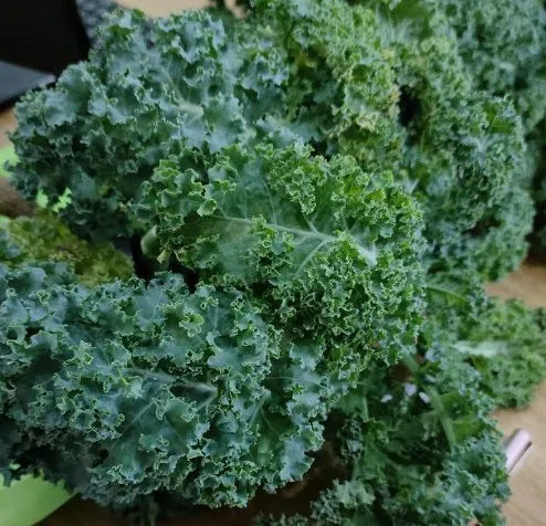 Balcony Planting Hybrid Disease Resistance Kale – Heirloom, Non-GMO, High Germination Organic Garden Seeds