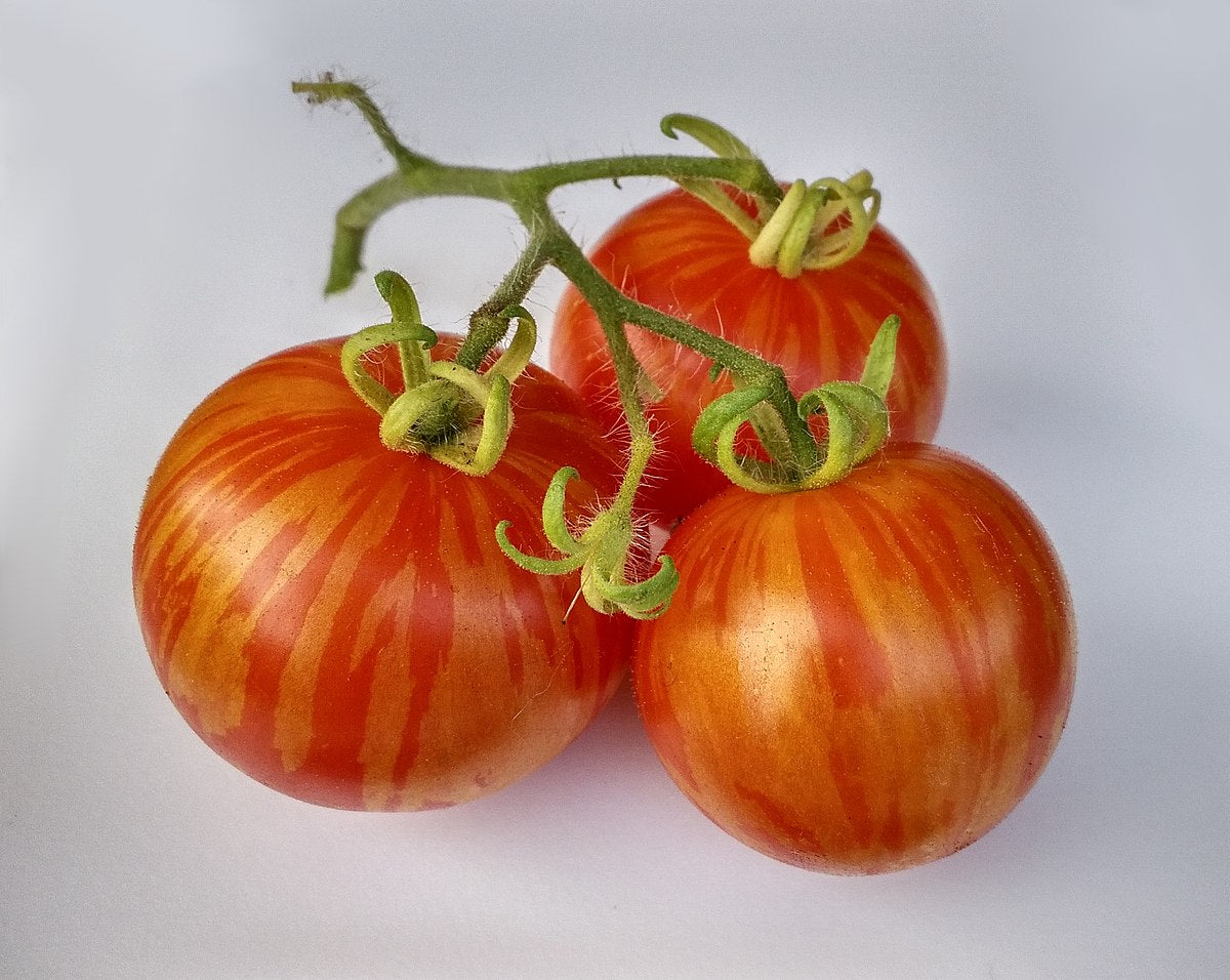 Tomato Seeds - Tigerella