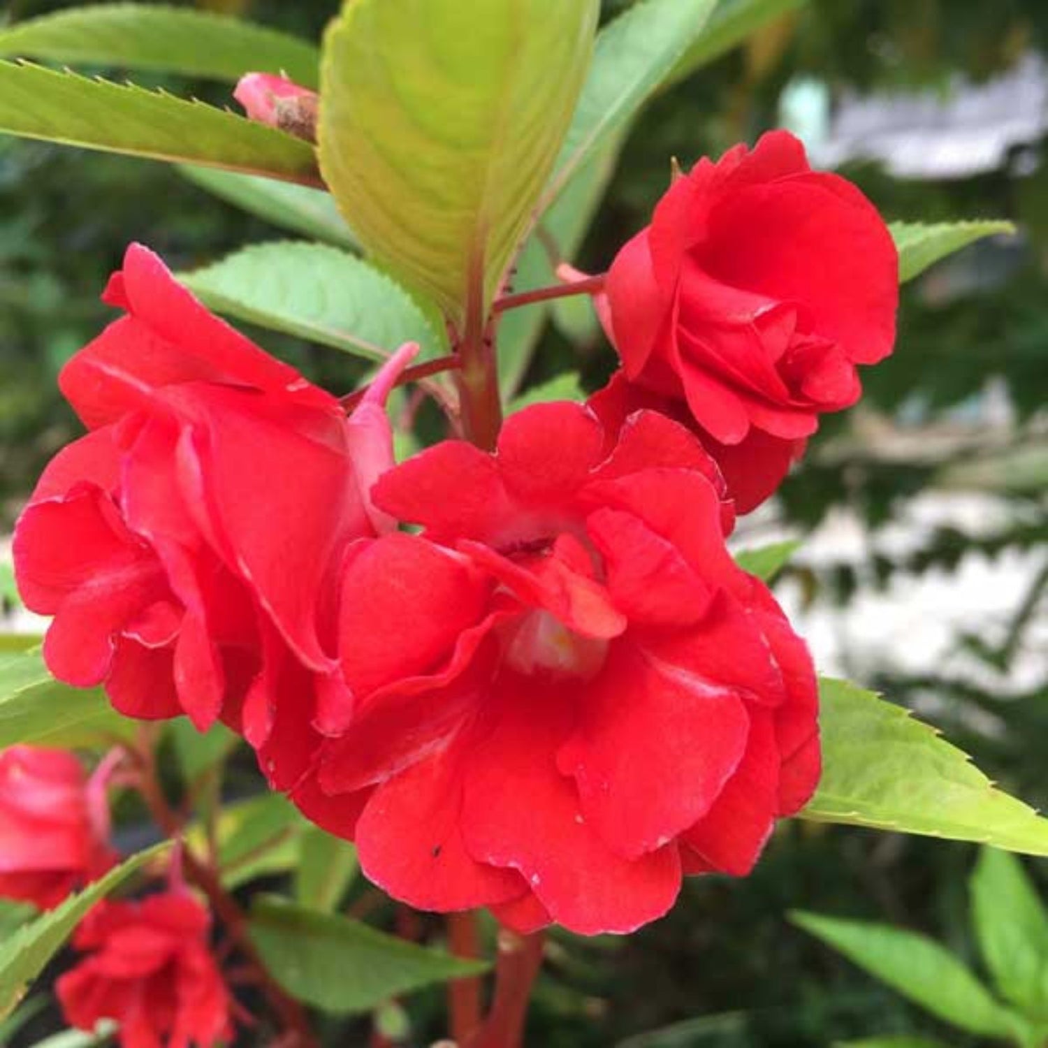 Balsam Seeds for Planting Flower Seeds for Planting, Impatiens, Balsamina, Garden Patio Container – Heirloom, Non-GMO, Easy to Grow, Annual Blooms