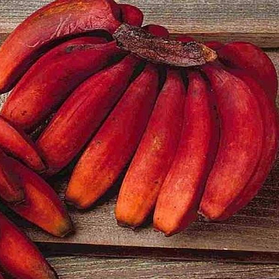 Unique ornamental banana flower bud and forming fruit cluster