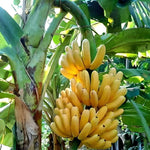 Unique ornamental flower and small fruit cluster on a banana tree