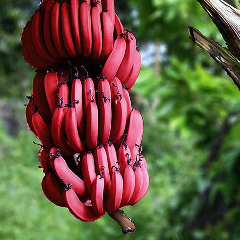 Banana Musa acuminata seeds packet Non-GMO for tropical garden