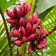 Large Banana plant with lush foliage in a backyard orchard perennial