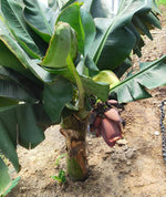 Large Banana plant with lush foliage in a tropical garden setting perennial