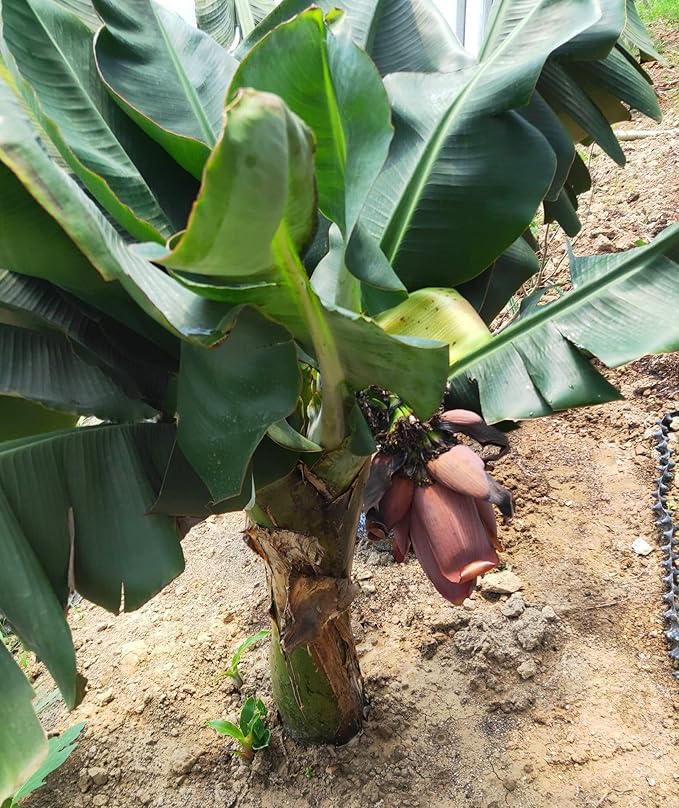 Large Banana plant with lush foliage in a tropical garden setting perennial