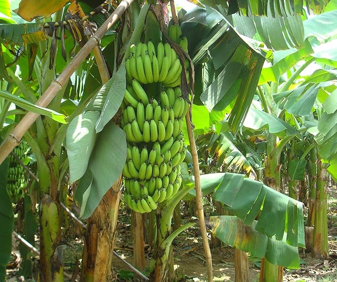 Close-up of perennial banana plant corm (root) structure for overwintering